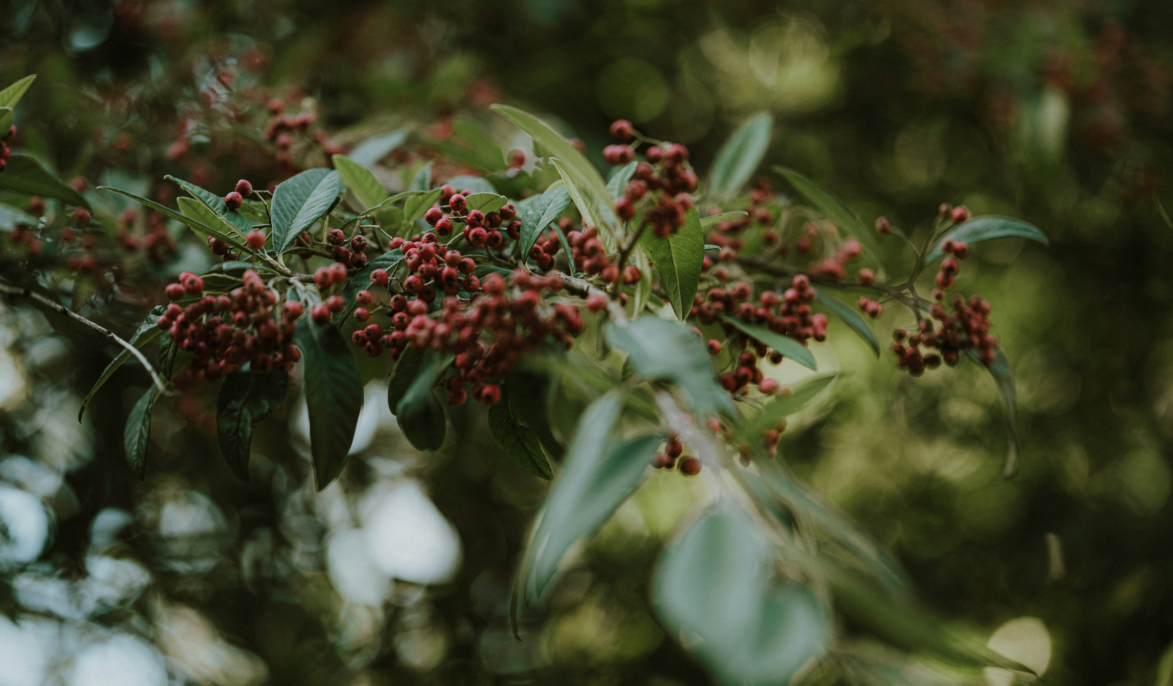 Coffee plant with red coffee cherries